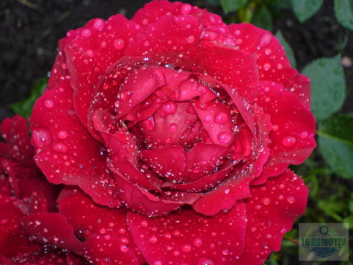 DSC00009.jpg